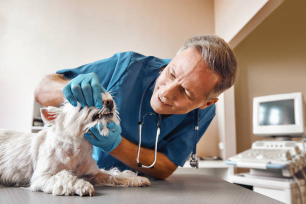 Best Weekend Emergency Dentist in Vamo, FL